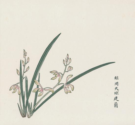 十竹斋兰谱 建兰 1627