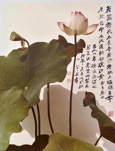 图2 胡崇贤/摄影, 张大千/墨