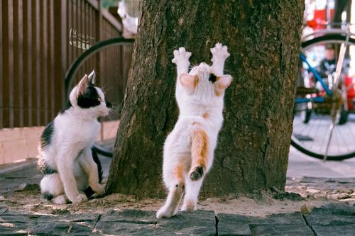 一只小猫正磨爪“练功,同伴看着。受访者供图