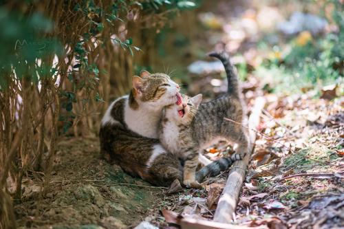 小猫刚吃完猫粮,回来向猫妈撒娇。受访者供图