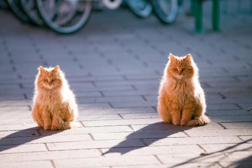 一大一小两只猫,如同复制粘贴。受访者供图