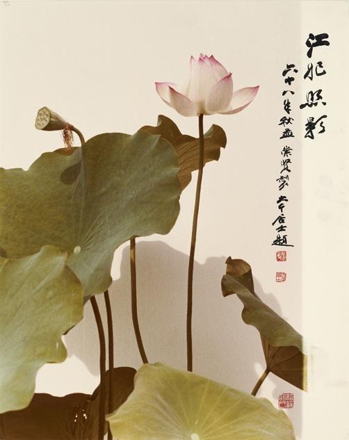 图4 胡崇贤/摄影, 张大千/墨