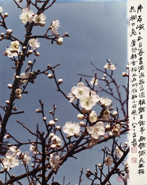 《死作梅花树下鬼》 胡崇贤/摄影, 张大千/墨