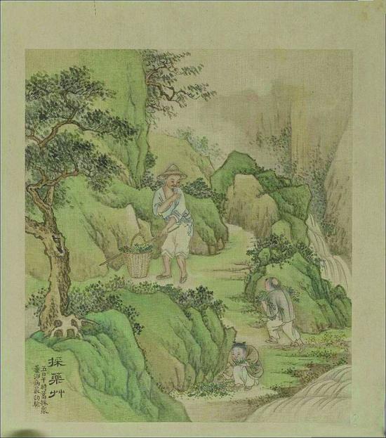 图4 徐扬《采药草》