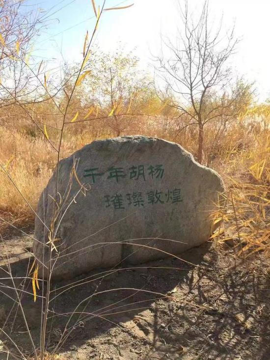 “阿拉上海人基金”近年来为敦煌石窟周边胡杨树种植进行捐款。