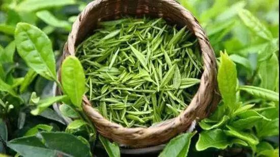 绿茶具有“三绿”的特点:干茶绿,茶汤绿,冲泡后的叶底也是绿色的。