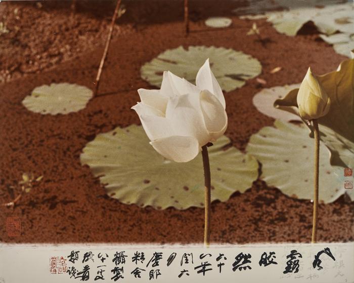 《风露皎然》 胡崇贤/摄影, 张大千/墨