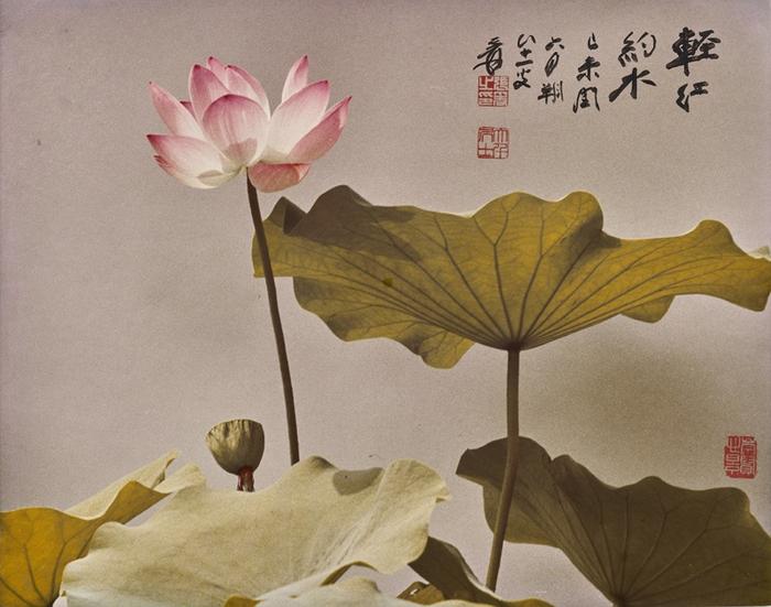 《轻红约水》 胡崇贤/摄影, 张大千/墨