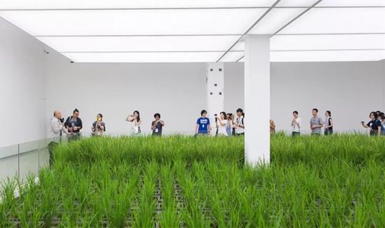 李山导览《涂抹-1》水稻(生命体)展示现场,详解同上
