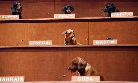 贝内特·米勒举办了达克斯猎犬联合会,腊肠犬取代了联合国人权大会委员会的人类代表