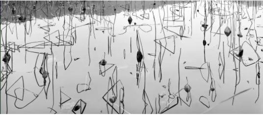 Lois Conner,《浙江,杭州,一九九八年(三角莲花)》,58.42 x 152.4 cm,1998