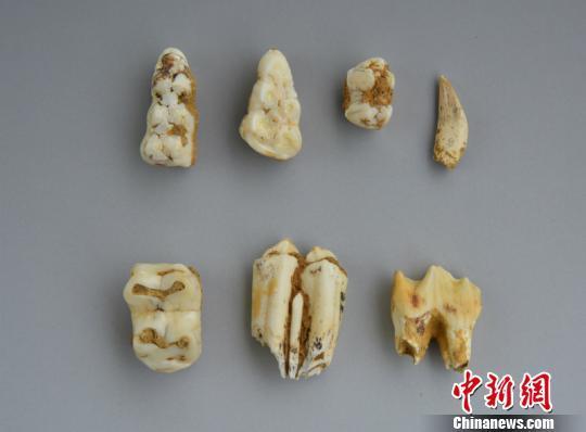 图为动物牙齿 钟欣 摄