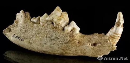 发现于德国伯恩的家犬右下颌,距今约1.47万年