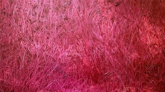 红色草地 ||| 100cm x 70cm | 2016
