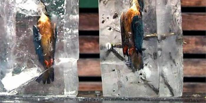 翠鸟抓鱼遭冰封 像个艺术品