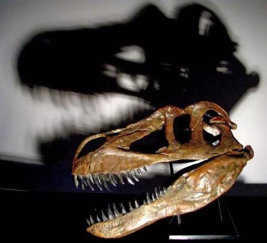 ▲ Torvosaurus gurneyi