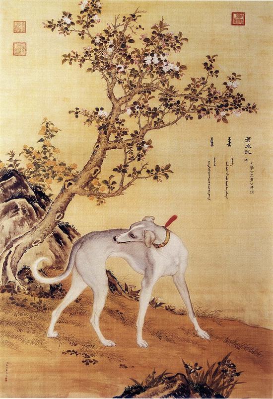郎世宁 十骏犬图之四 《苍水虬》