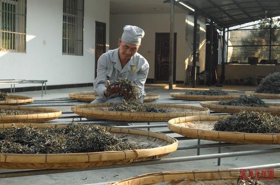 七彩云南品控人员审品晒青毛茶