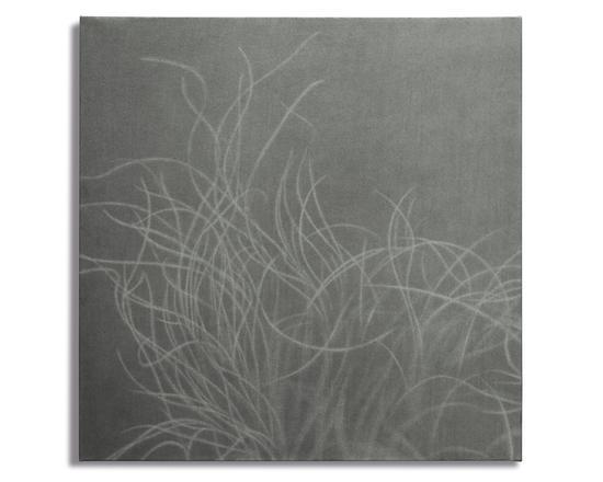 《仙鳥草Ⅱ》纸上铅笔55cm×55cm 2018年