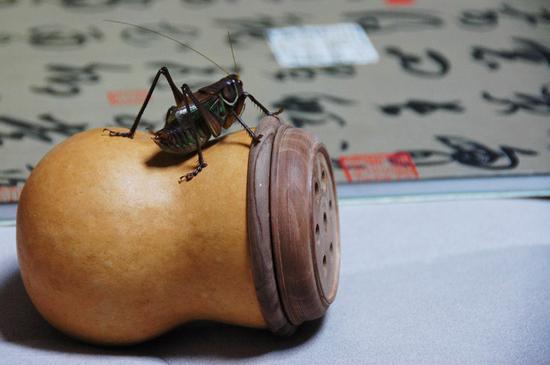 冬季,通常蓄养的鸣虫有:蝈蝈、油葫芦、咂嘴、竹蛉、金钟等。
