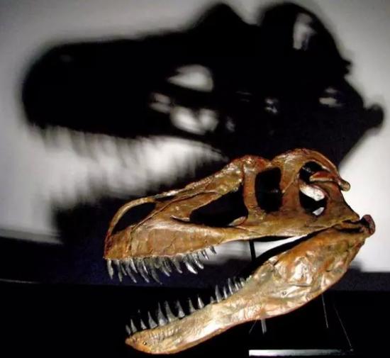 李奥纳多收藏的恐龙头骨化石“蛮龙格尼”(Torvosaurus gurneyi) 图片:nationalgeographic.com