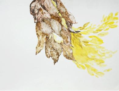 我们的情感与期望--广玉兰果实 纸本设色 78×60cm