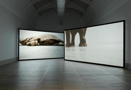 道格拉斯·戈登《装死;实时》(Play Dead; Real Time),2003年,图片来源:伦敦泰特