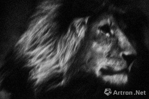 台湾画廊Bluerider Art表示,已有藏家有意向购买Britta Jaschinski的作品《Lone Lion》