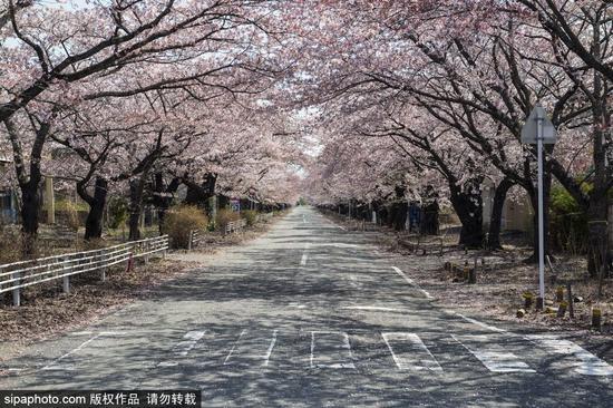 图为富冈町的一条道路,两旁开满樱花。
