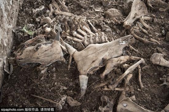 图为富冈町,废弃农场里的动物很多因为饥饿和缺水死亡。