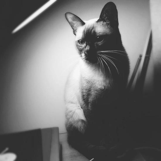 孔妍的猫