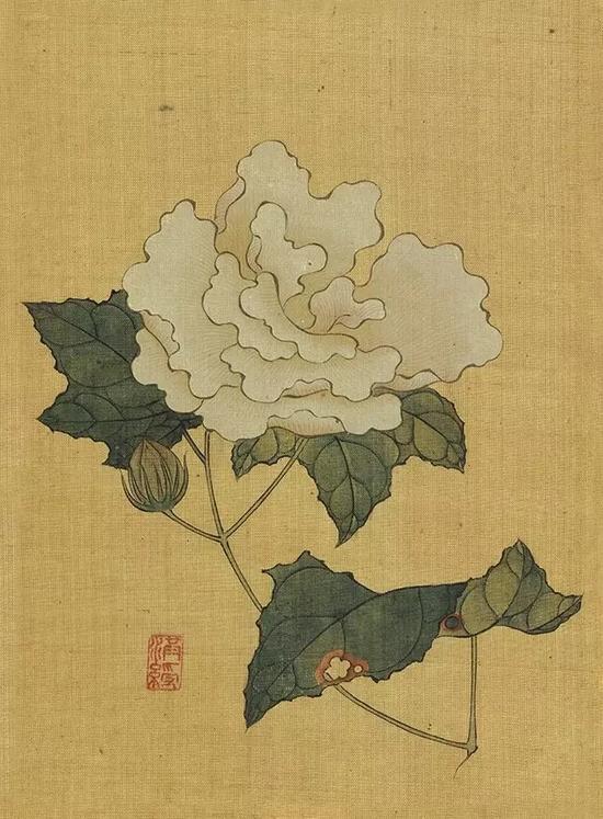 《白芙蓉》