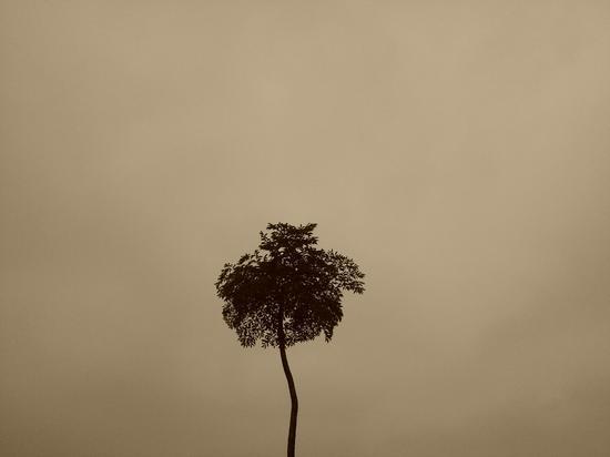 雷本本《泛黄的记忆》,21x29cm,2012年