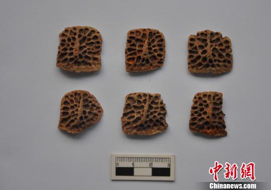 图为出土的鳄鱼骨板。 陕西省考古研究院 摄
