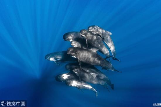 水下世界组冠军:巨头鲸(Pilot whales)摄影师:Greg Lecoeur, GDT (法国)
