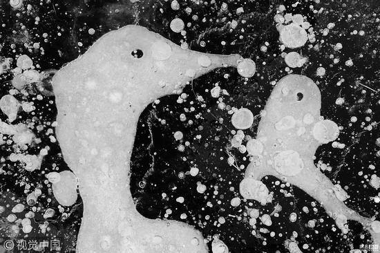 自然工作室组亚军:鸟儿(Birds)摄影师:Balint Vincze (匈牙利)