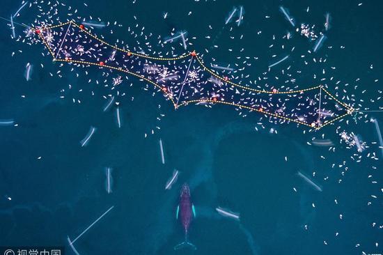 人与自然组亚军:座头鲸 vs。 人类(Humpback vs。 humans)摄影师:Espen Bergersen (挪威)
