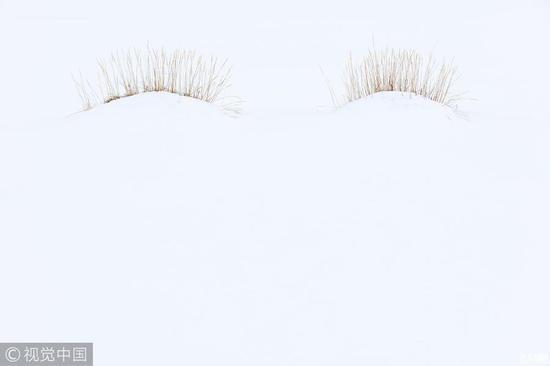 植物和真菌组冠军:眼睫毛(Eyelashes)摄影师:Theo Bosboom, GDT (荷兰)