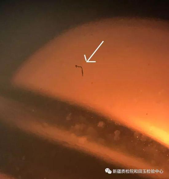 (上图)黑色的弯曲线状物