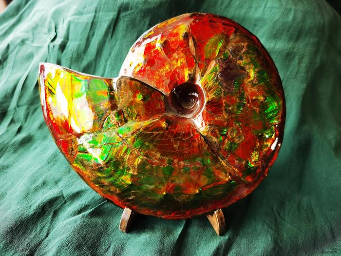 加拿大斑彩宝螺,菊石化石,约44 cm,约5800g