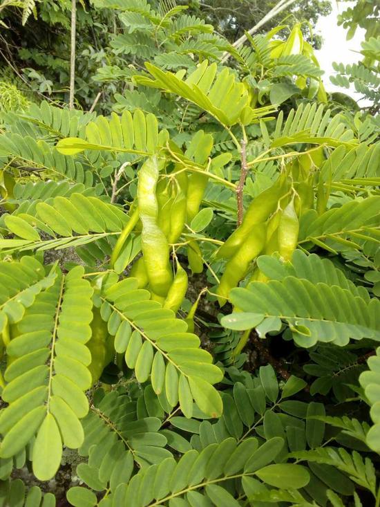 从唐诗香料诗词看降真香的历史地位