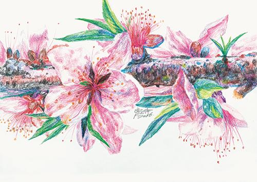 《花开花落》29X20cm。纸本彩铅2017年曹卫国