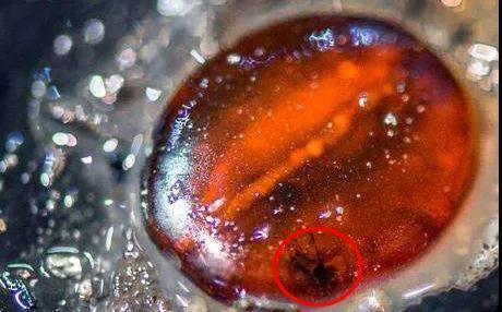 海昏侯墓出土的虫珀,为一颗挂饰配珠