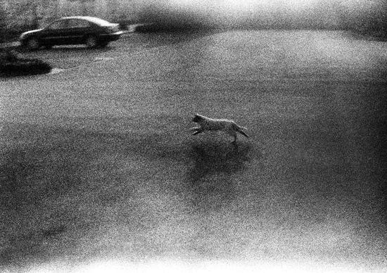 8、沈凌昊,诗意的感伤 No. 04,摄影,42 × 29.7 cm,2011,©沈凌昊,致谢:艺术家&杨锋艺术与教育基金会