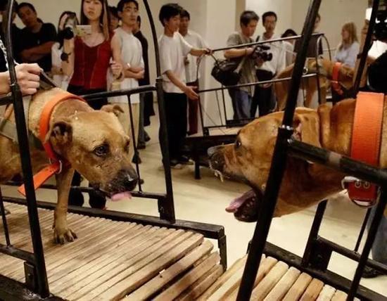 孙原和彭禹,《犬勿近》古根海姆美术馆即将开幕的展览遭到动物权益人士反对,随后移除了这件呈现8头比特犬在跑步机上的影像作品。这段7分钟长的录像作品呈现了四对拴在跑步机上的美国比特犬面对面地竞跑,但又无法碰到彼此。在这部短片中,这些比特犬似乎已经疲惫不堪,狼狈不堪。尽管依旧失败,但却不懈的努力着。