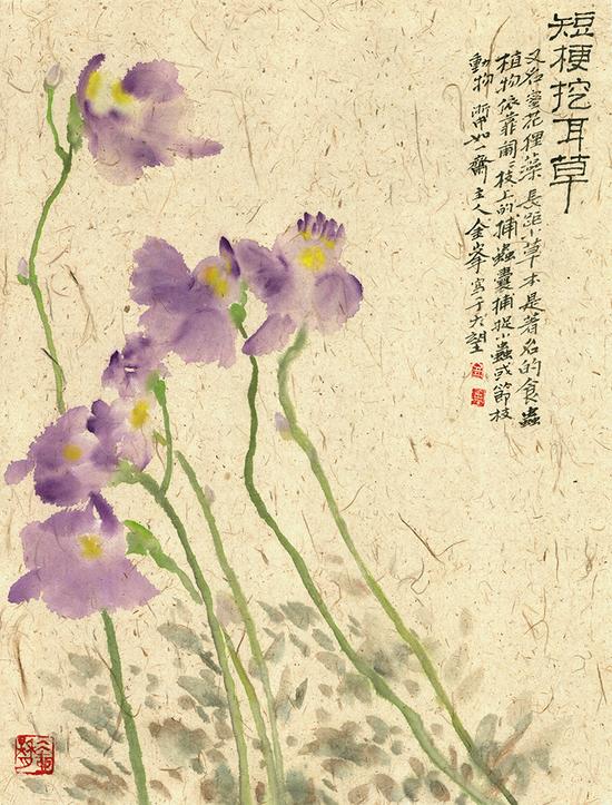 《短梗挖耳草》--金峰--纸本彩墨--46cnX62cm