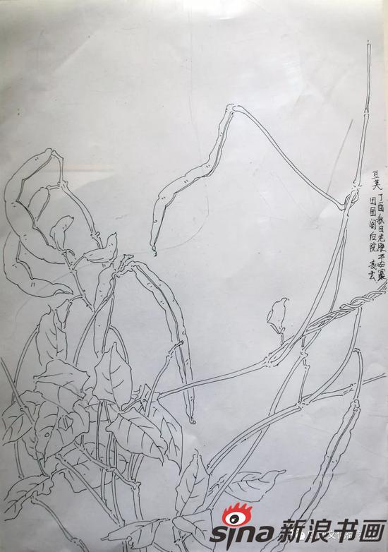 苏凌云《峨眉山豆写生二》