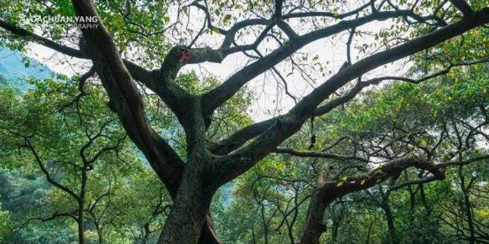 树是什么意思 w700h350z1l10t1084b.jpg