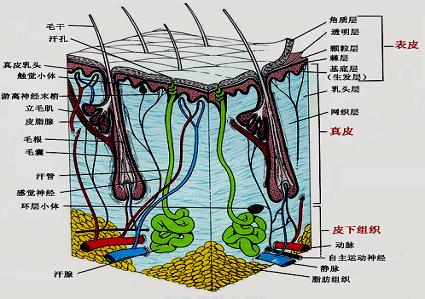 人体皮肤结构图