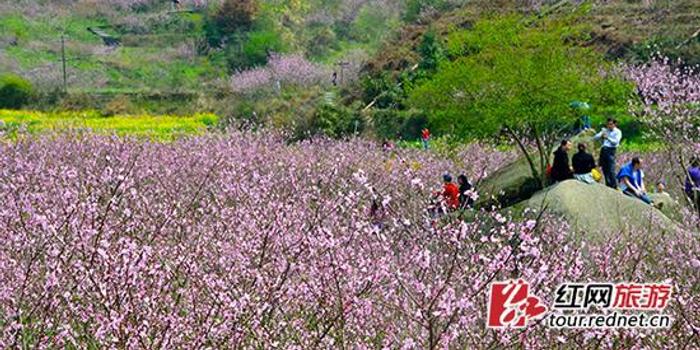 宁乡桃花谷里赏美人泳装美女激情秀钢管舞 手机新浪网